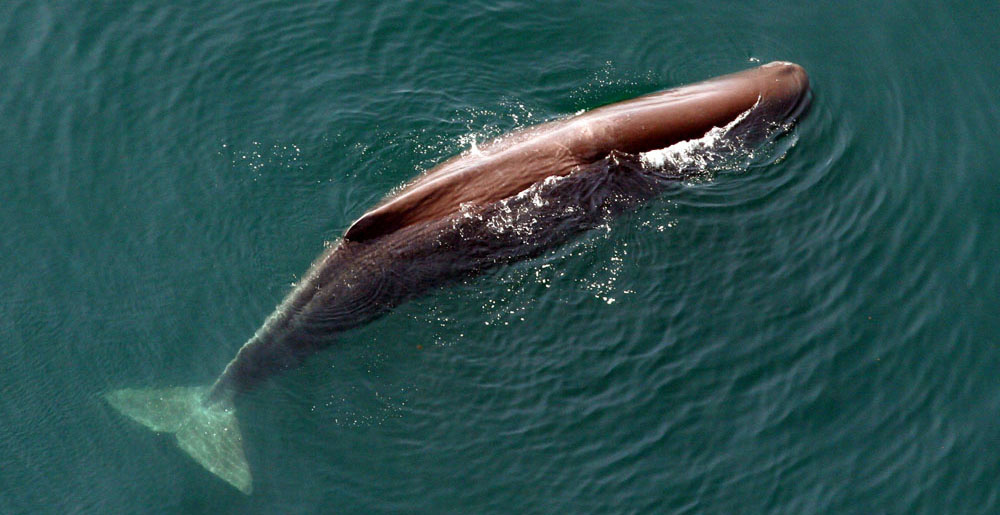Image: Sperm Whales: Revealing the Mysteries of the Deep