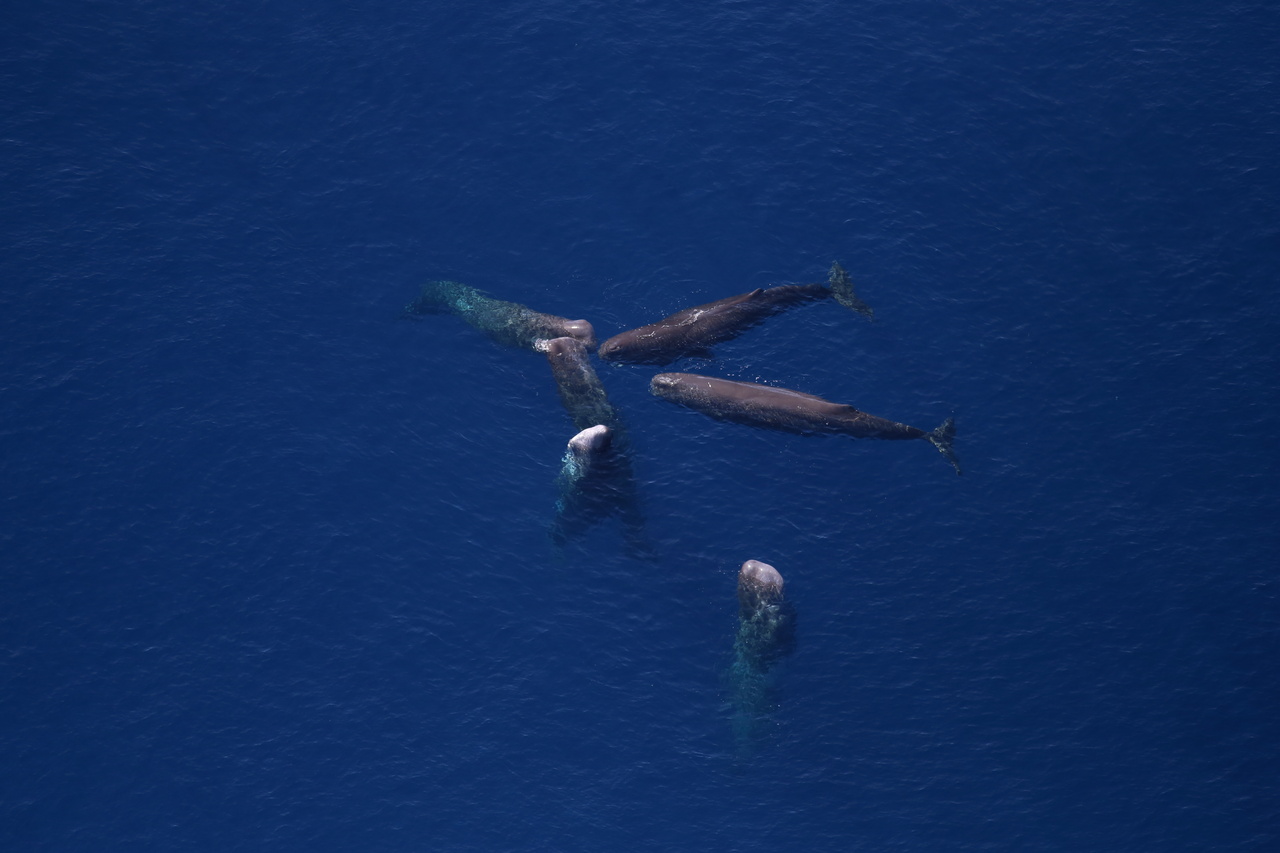 Image: Passive Acoustic Monitoring Reveals More About Sperm Whales off Southeast New England