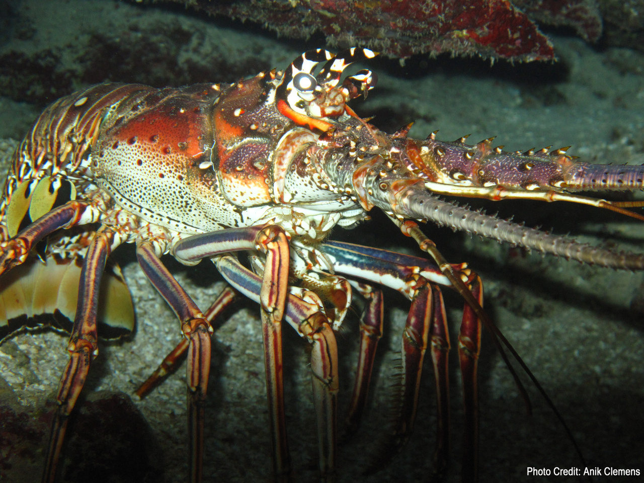 Gulf of Mexico and South Atlantic Spiny Lobster Fishery Management Plan