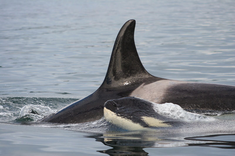 Image: Give Pregnant Killer Whales Space to Forage