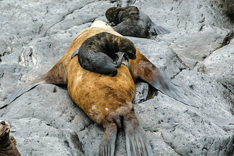 Image: High Strandings Along U.S. West Coast a Possibility for Underweight California Sea Lion and Northern Fur Seal Pups