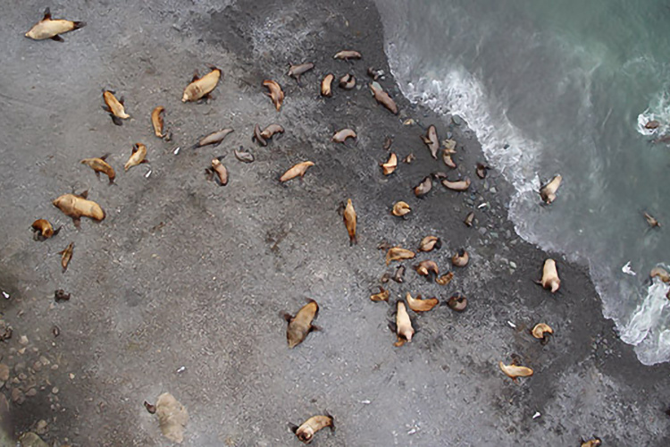 Image: Investigating Steller Sea Lion Declines On Remote Aleutian Islands—Post 2