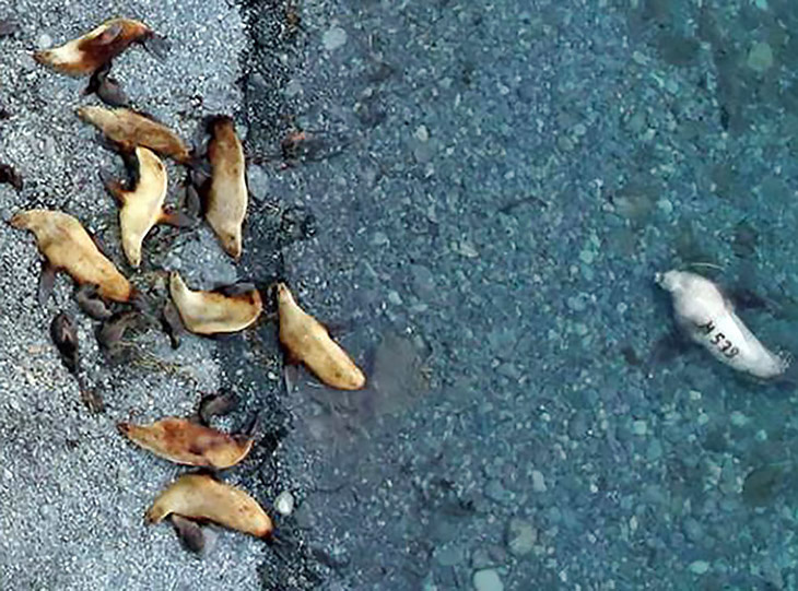 Image: Investigating Steller Sea Lion Declines On Remote Aleutian Islands - Post 3