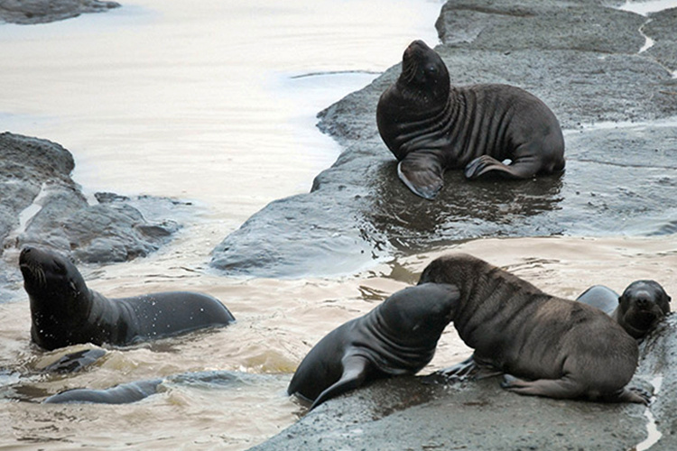 Image: Investigating Steller Sea Lion Declines On Remote Aleutian Islands - Post 4