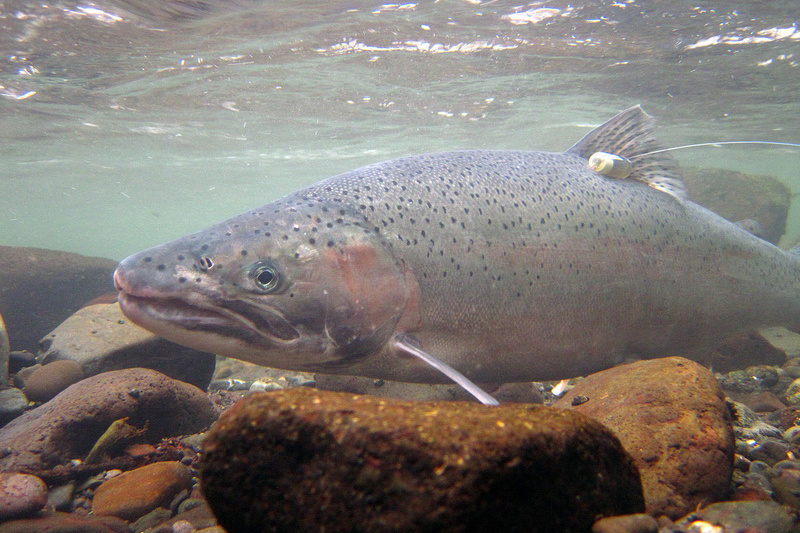Conserving Salmon and Steelhead on the West Coast