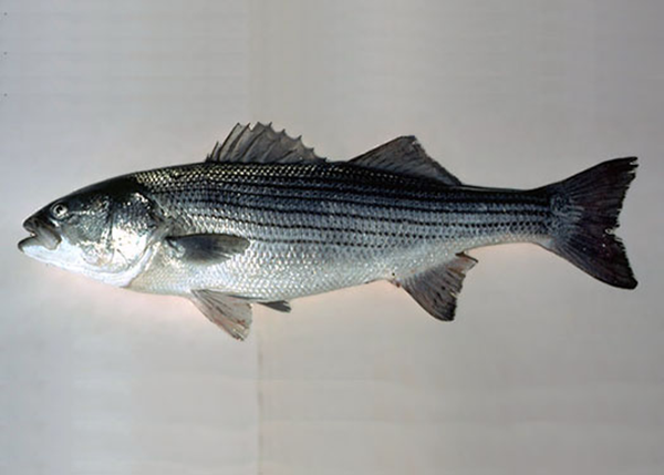 Illegal Hybrid Striped Bass Found in Virginia Lake - The Fishing Wire