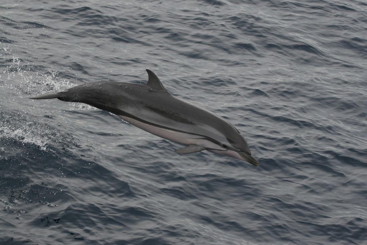 Image: Cetacean Genomes Project Samples
