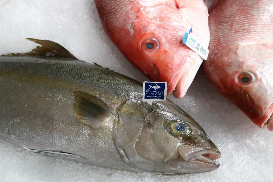 Image: Tide to Table: The Rise of Ocean Farmers