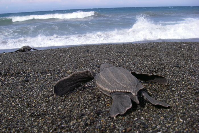 Image: For Rescued Sea Turtle Eggs, A Chance at Survival
