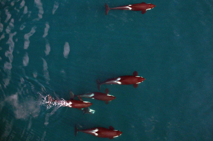 Image: Studying Killer Whales with an Unmanned Aerial Vehicle