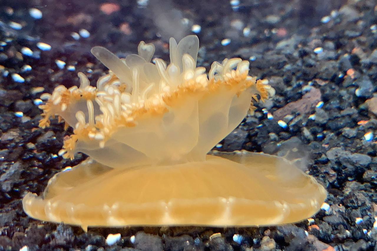 www.fisheries.noaa.gov