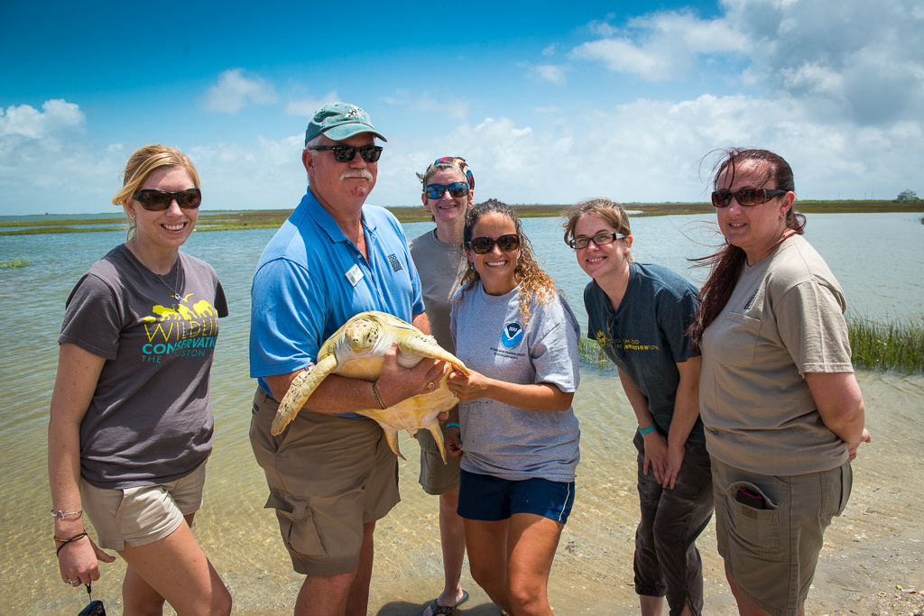 Image: Sea Turtle Superheroes