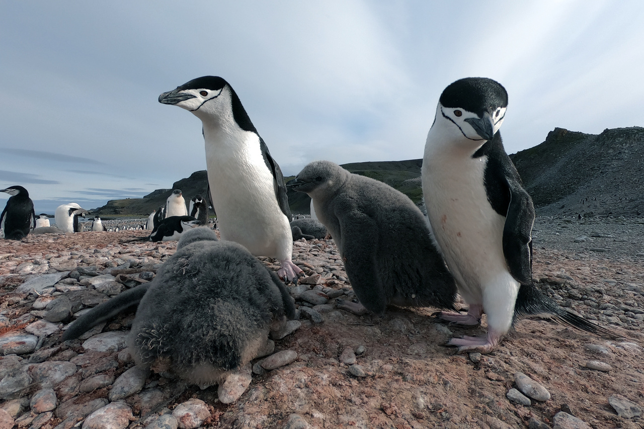 Image: Antarctic Fishing for Krill, Even at “Precautionary” Levels, Still Affects Penguins