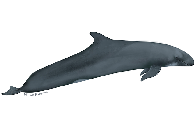 Image: False Killer Whale in the Hawaiian Islands