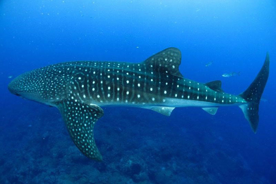 Image: Apex Predator Publications and Reports – Whale Shark