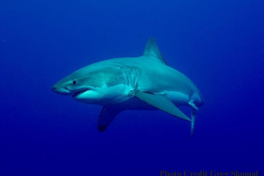 Image: Apex Predator Publications and Reports – White Shark
