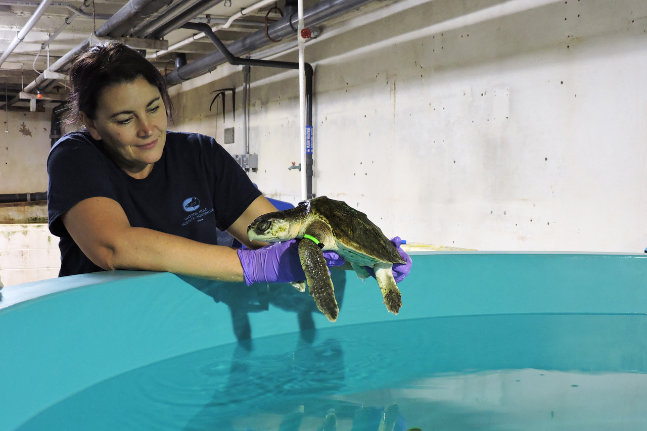 Image: Interview with Woods Hole Science Aquarium Vet Michele Sims
