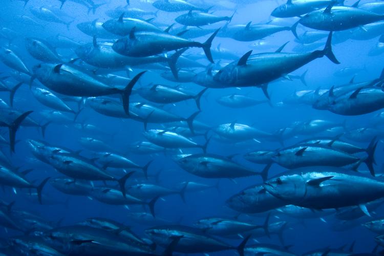 School of Atlantic Bluefin Tuna