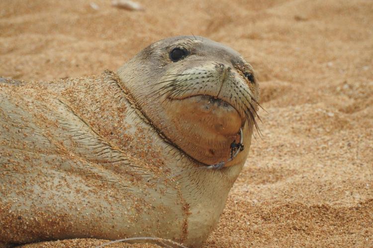 Hawaiian monk seal RKA6 laying on beach with a hook in its mouth