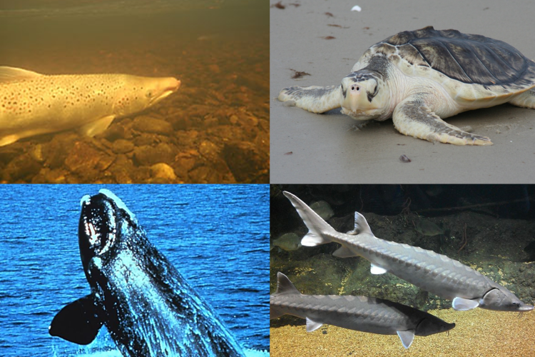 Endangered Species Act Listed Species