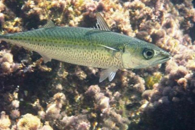 Atlantic chub mackerel close-up photo. Credit: Alessandro Duci