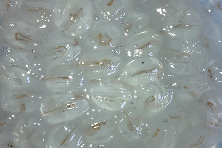 Tiny comb jellies