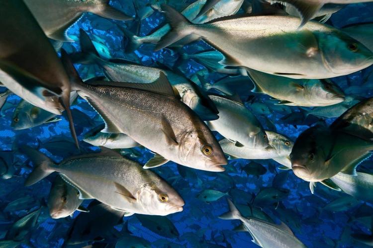 A school of farmed Kanpachi swimming off the coast of Kailua-Kona, Hawaii.