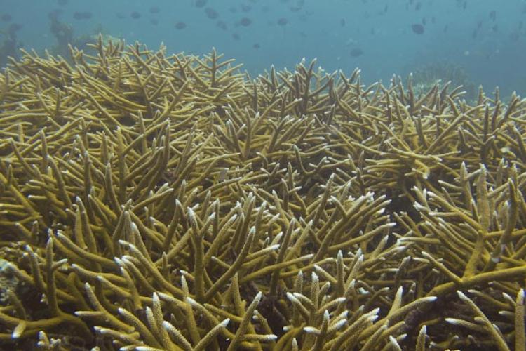 Large colony of Acropora cervicornis staghorn coral. Coral is yellow with white branch tips. Fish swimming in the distant background.