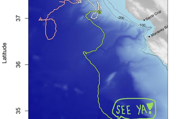 Three different colored lines representing the path of drifting buoys over time off shore of San Francisco. The green path represents a buoy that has gone rogue and off of the map.  