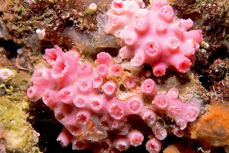 Image of Tubastraea floreana coral.