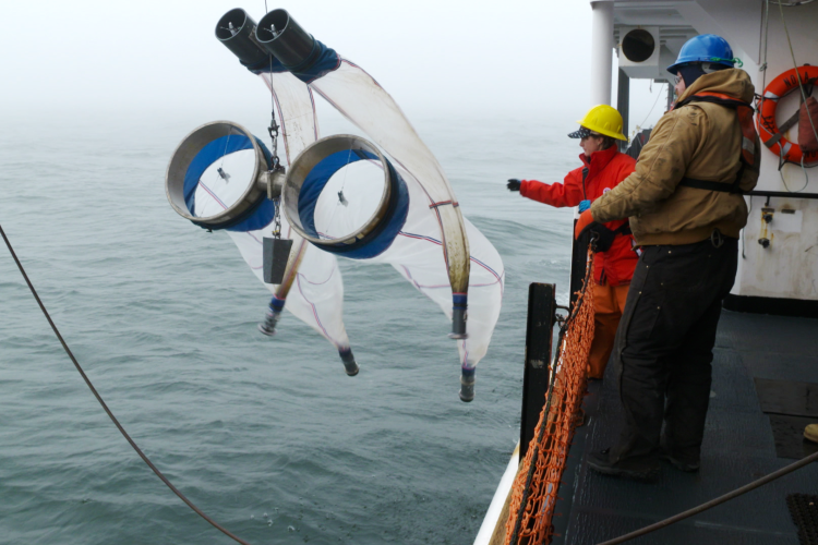 Deploying the bongo nets over the starboard of the ship.