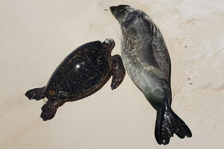 A sea turtle and Hawaiian monk seal resting on the sand during a sunny day.