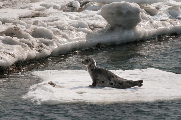 Juvenile, spotted harp seal on sheet of ice floating above water near snowy/icy land.