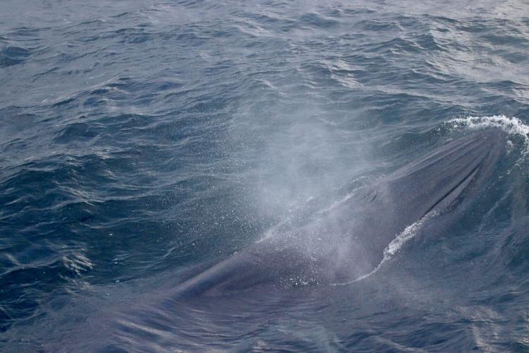 A rice's whale at the surface of the ocean