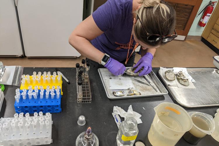 Scientitst opeing oysters on trays in lab. 