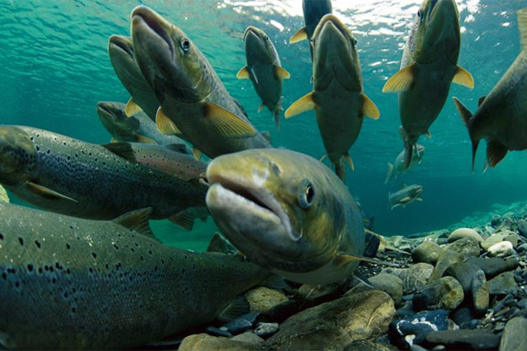 Salmon and Steelhead Research in the Pacific Northwest