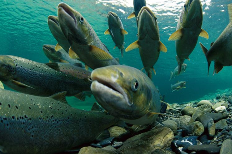 Swimming wild salmon.
