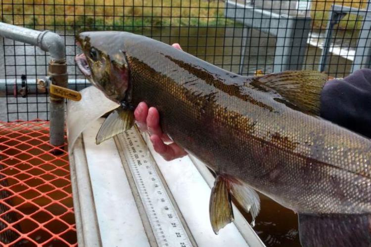 Coho Salmon being held my a hatcheries worker by the Nez Perce Tribe 