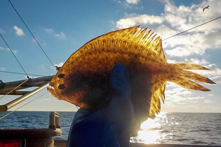 A blue-gloved hand holds a brown-spotted flatfish up so that it’s backlit by the sun. In the background is a calm ocean, fishing vessel lines, and a gull flying in a blue sky with a few clouds.