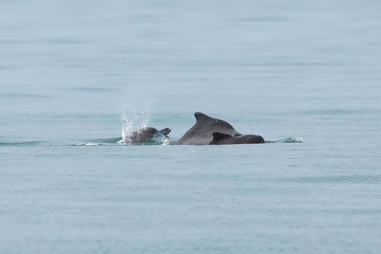 Three humpback dolphin swimming at the ocean's surface.