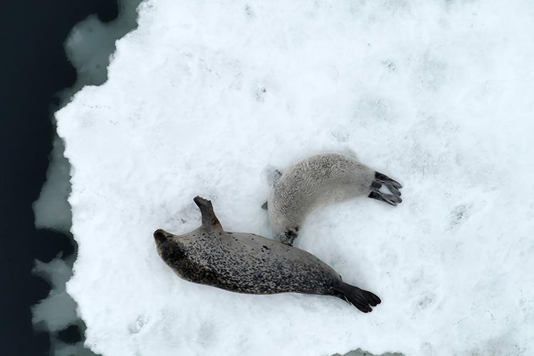 An overhead view looking down on spotted seal female and its nursing pup on a sea ice floe. The white pup is actively nursing. The mother has a dark gray back and a light gray underbelly, with dark spots along its side.