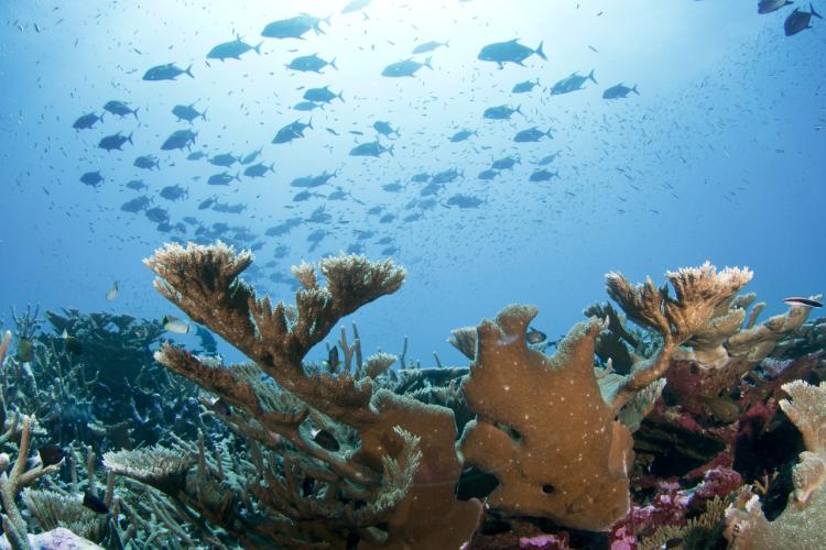 A school of black jack fish swims above a field of colorful corals. 