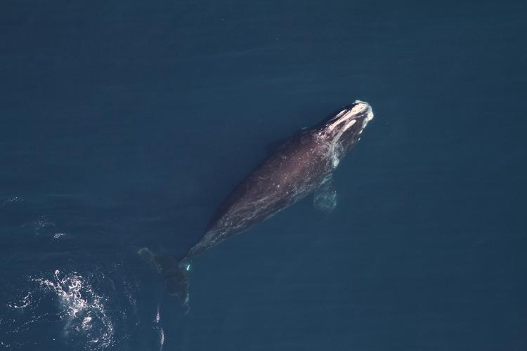 A North Atlantic right whale swimming at the surface of the ocean.