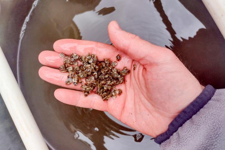 Several dozen baby oysters each about the size of an eraser head rest in the palm of a person’s hand.
