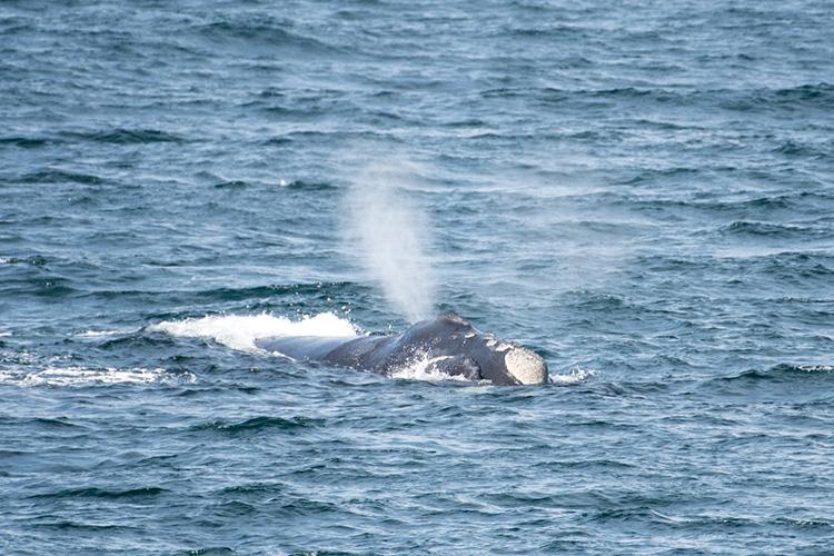 Whale exhaling water out of its blowhole
