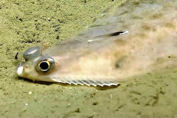 Close-up photograph of a witch flounder scooting across a sandy ocean bottom.