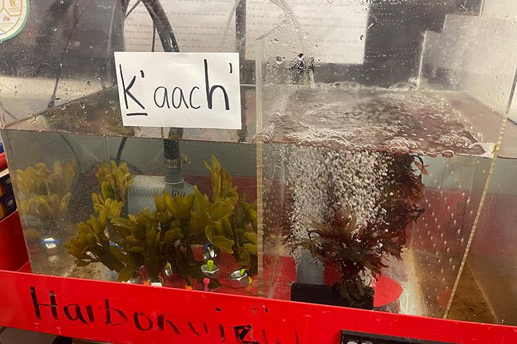 Seaweed in a aquarium in a classroom