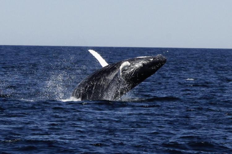 Whaling commission hot sale