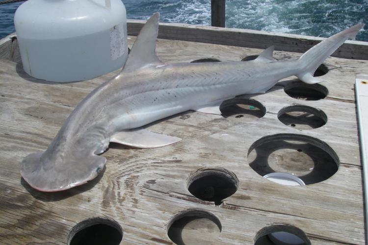 A gray bonnethead shark with distinguishing spade-shaped head lies on a wooden platform aboard the NOAA Ship Oregon II.