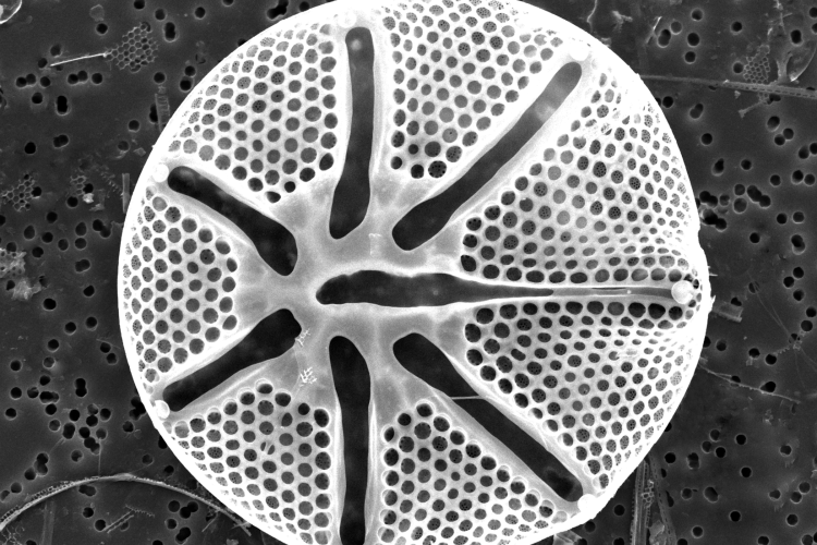 A black-and-white scanning electron microscope image of a diatom. The diatom is round with a 6-pronged star pattern in the middle, and is covered in tiny holes.